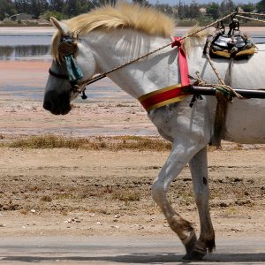 Horseback riding in Dakar