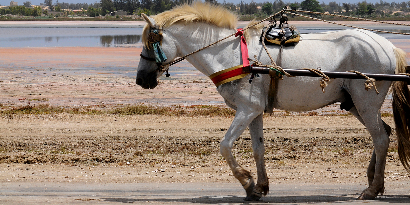 Cheval de trait le long du Lac Rose au Sénégal