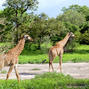Fathala Safari Popenguine Reserve
