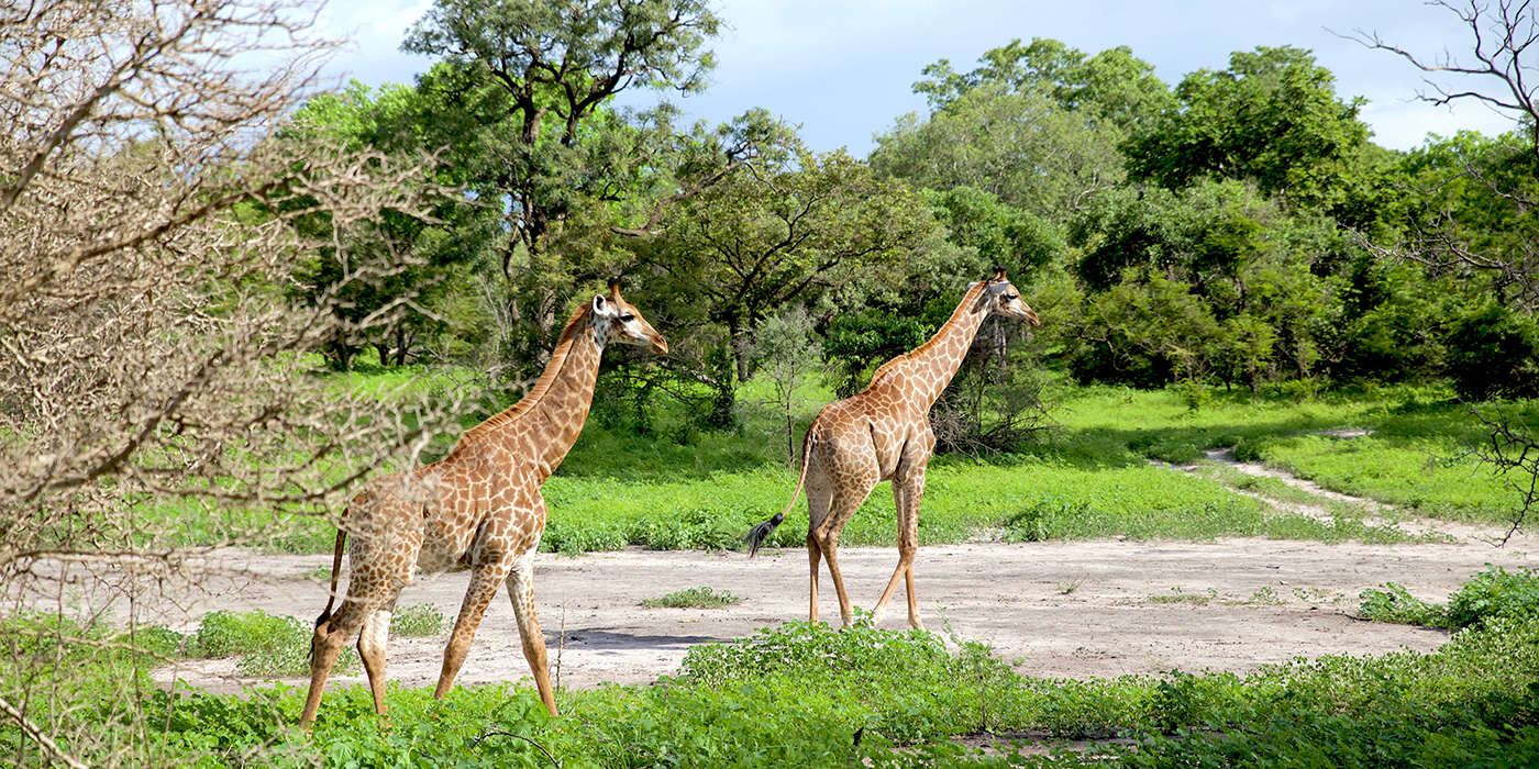 slim giraffe couple walking peacefully in a rainforest in the Fa