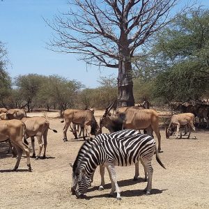 Combined Bandia Safari