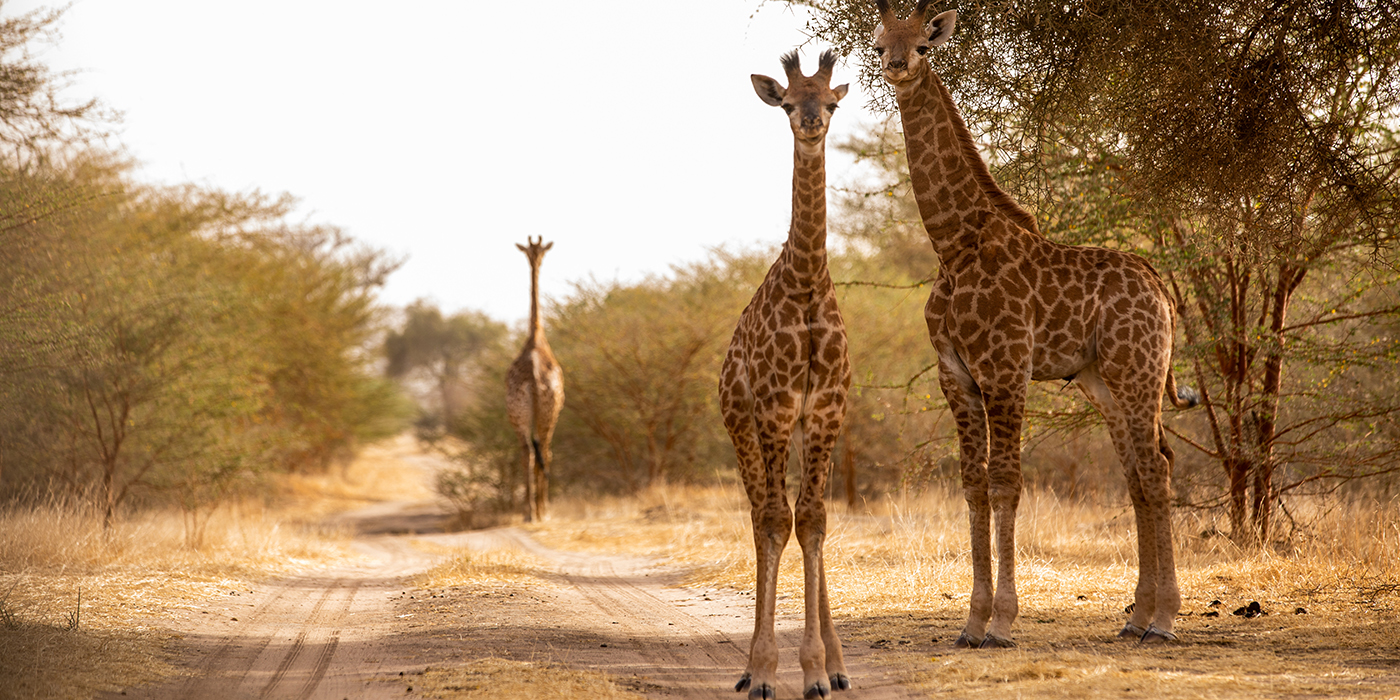 Giraffe in Bandia Forest, Senegal