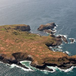 Birdwatching and photography safari on Île de la Madelaine