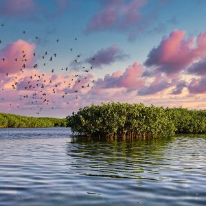 Birdwatching/photography safari at Somone Lagoon