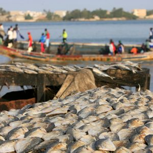 Sport or traditional fishing in Dakar