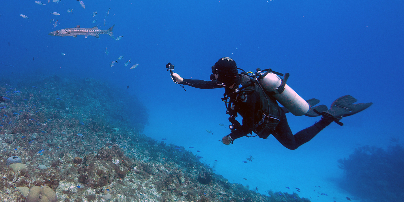 Barrakuda mit Taucher