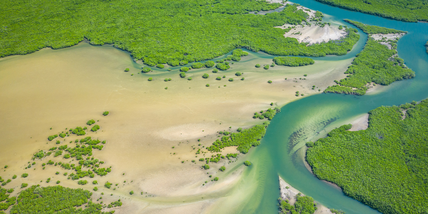 Senegal Mangroves. Aerial view of mangrove forest in the Saloum