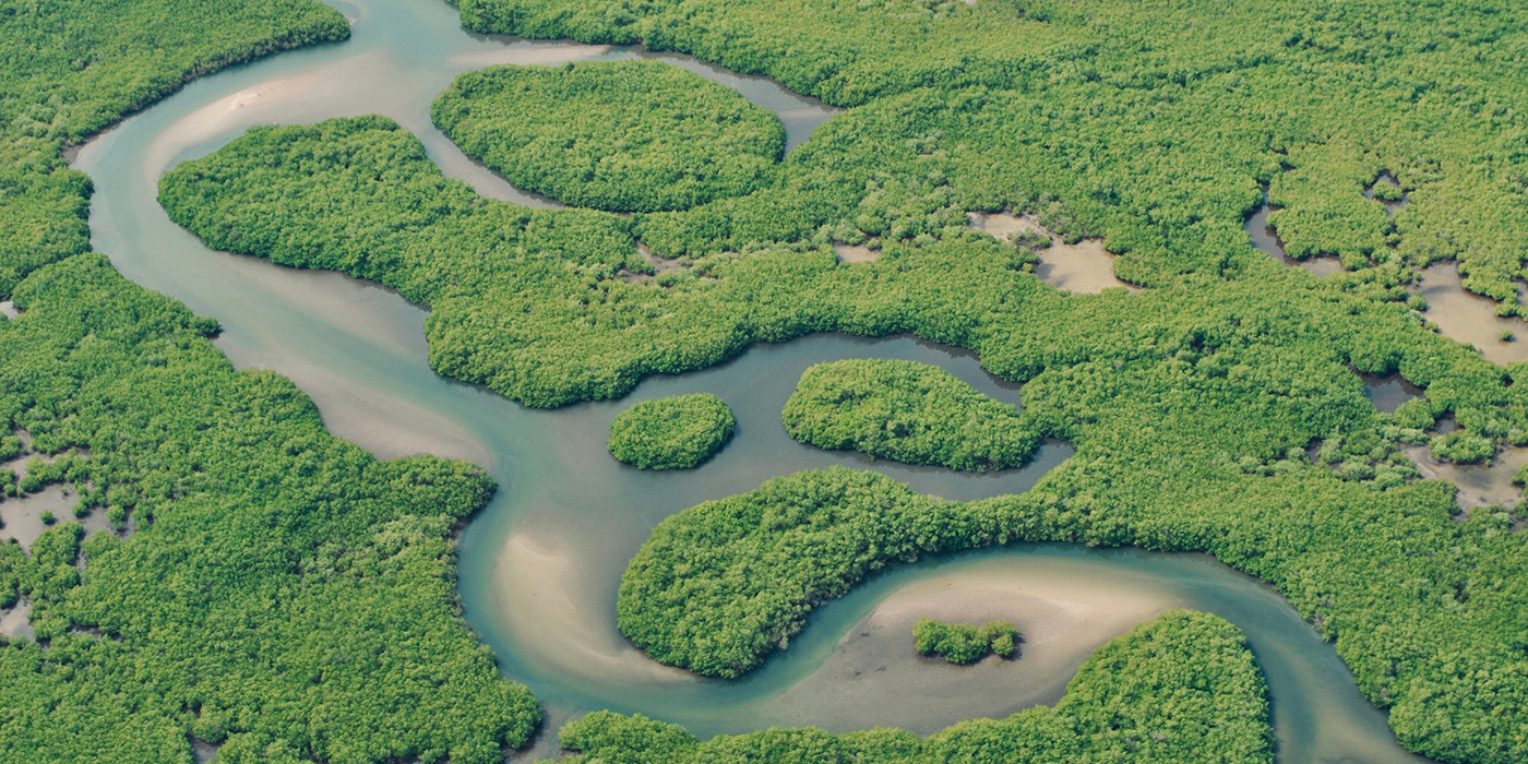 La mangrove du Parc National du Delta du Saloum vu du Ciel, Sene