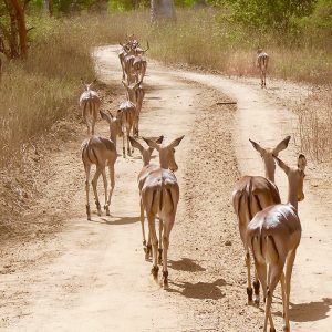Bandia Reserve Safari