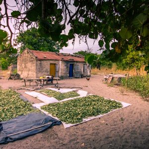 Excursion to a Serer or Fulani village in the Sine Saloum bush