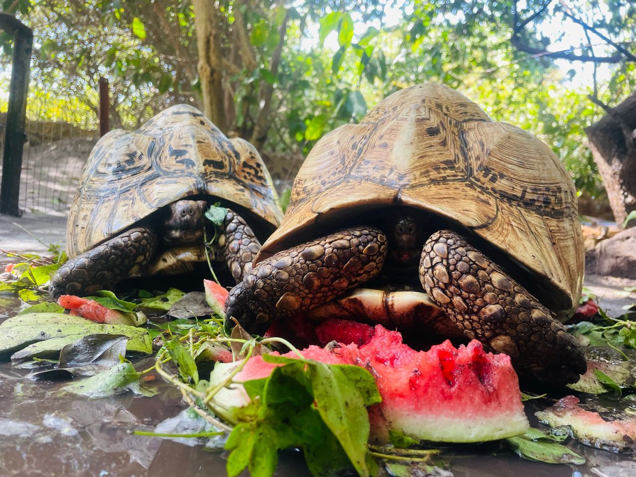 VISITE GUIDEE DU VILLAGE DES TORTUES
