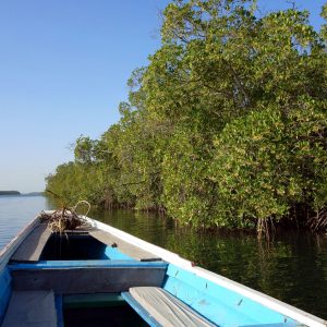 Somone mangrove canoe trip