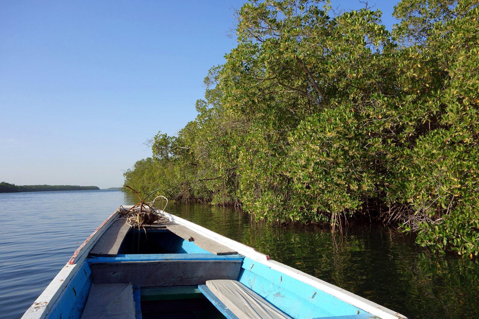 balade-pirogue-mangrove-somone